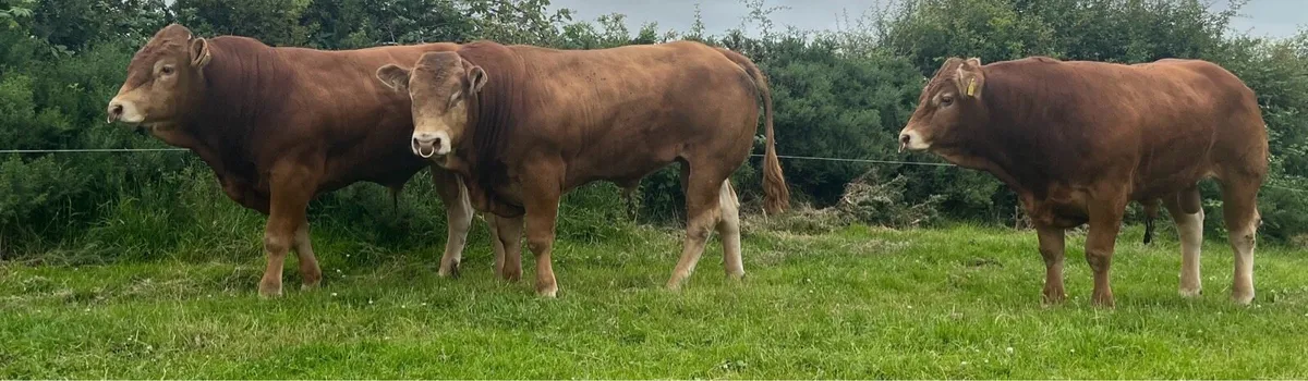 Pedigree Limousin Bulls - Image 1