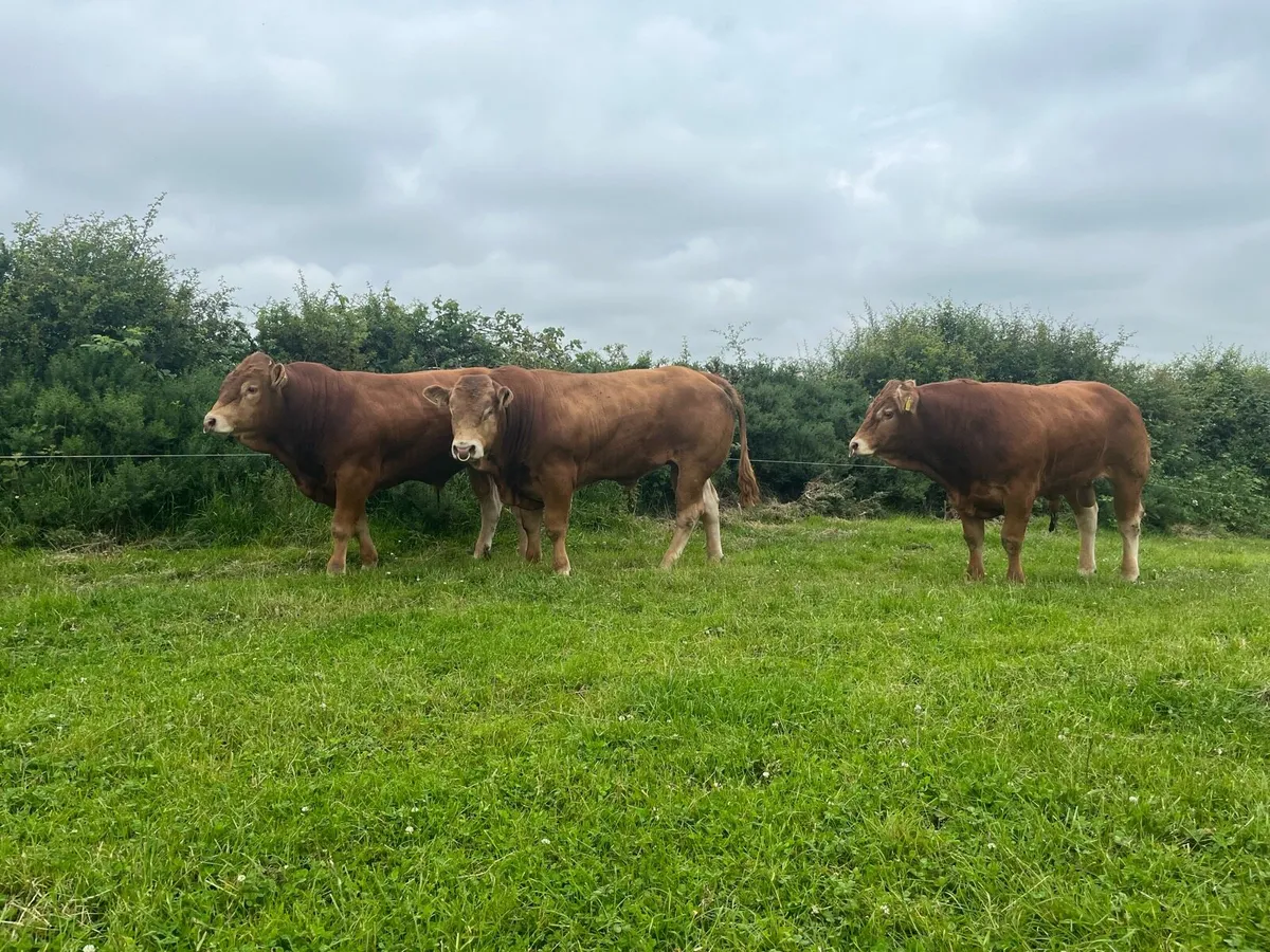 Pedigree Limousin Bulls - Image 2