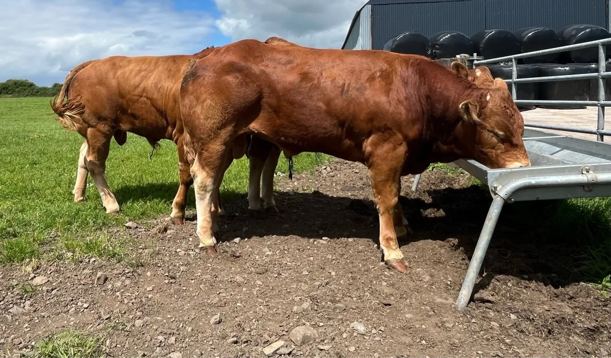 Pedigree Limousin Bulls - Image 3