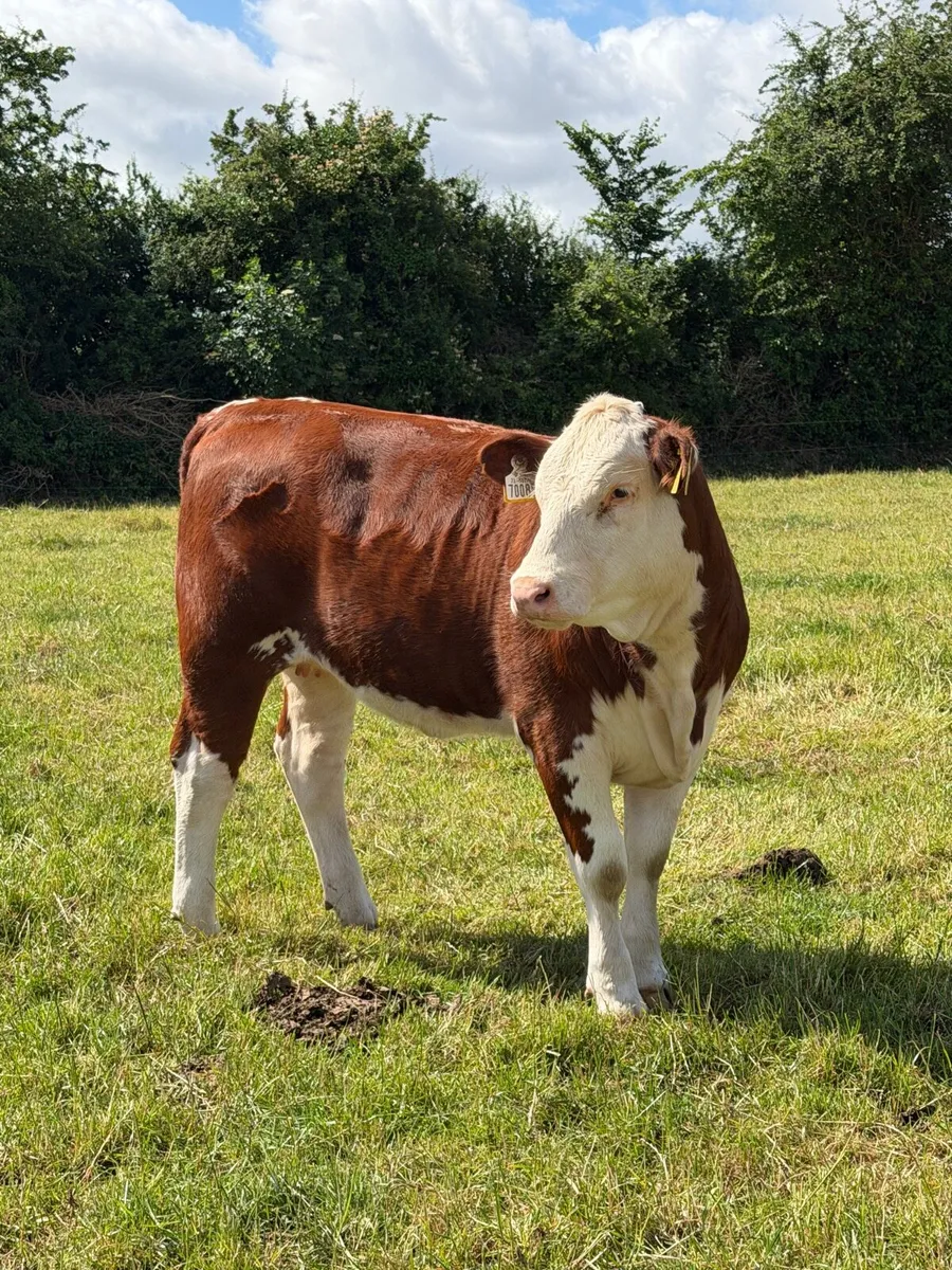 Hereford heifer - Image 2