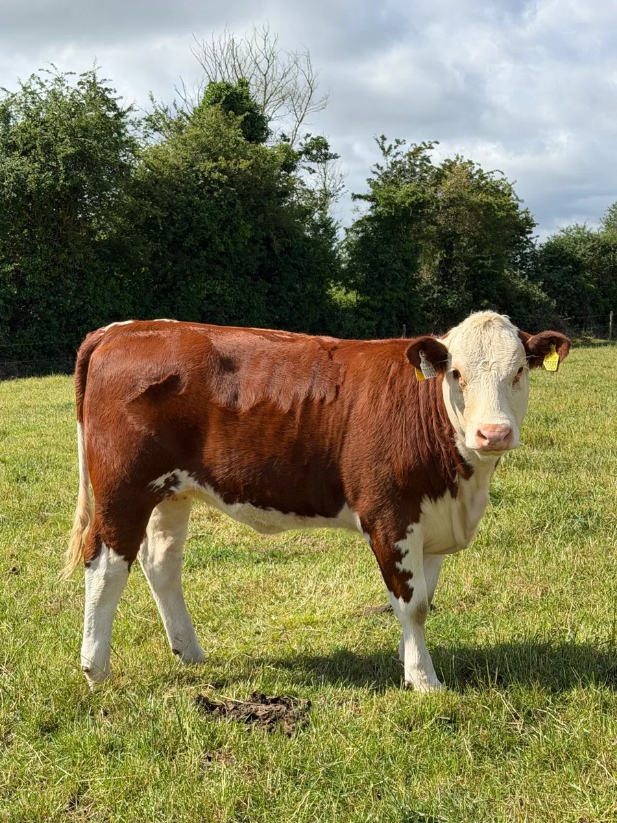 Hereford heifer - Image 1