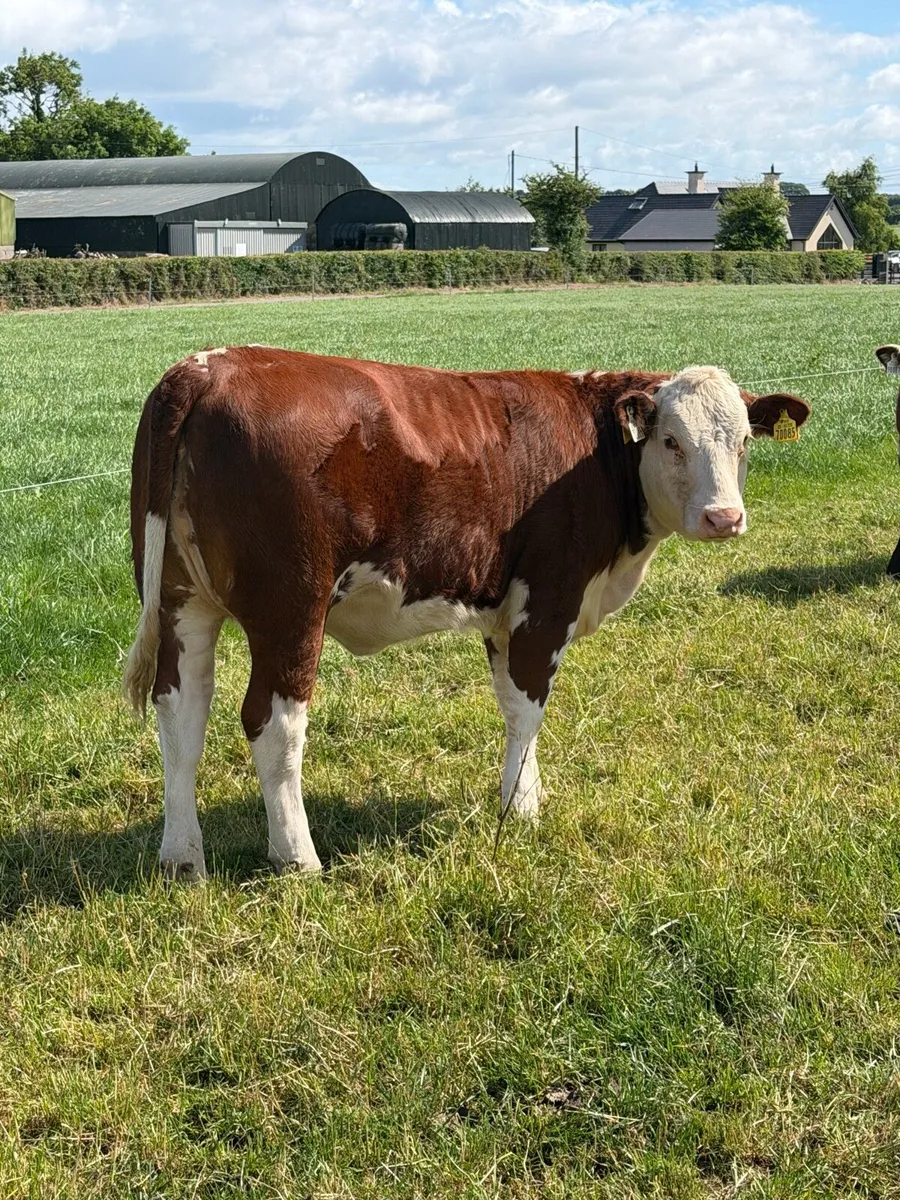 Hereford heifer - Image 3
