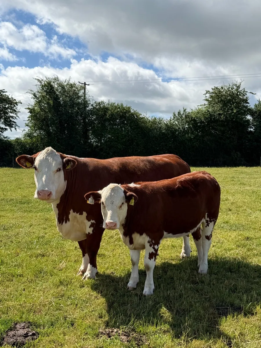 Hereford heifer - Image 4