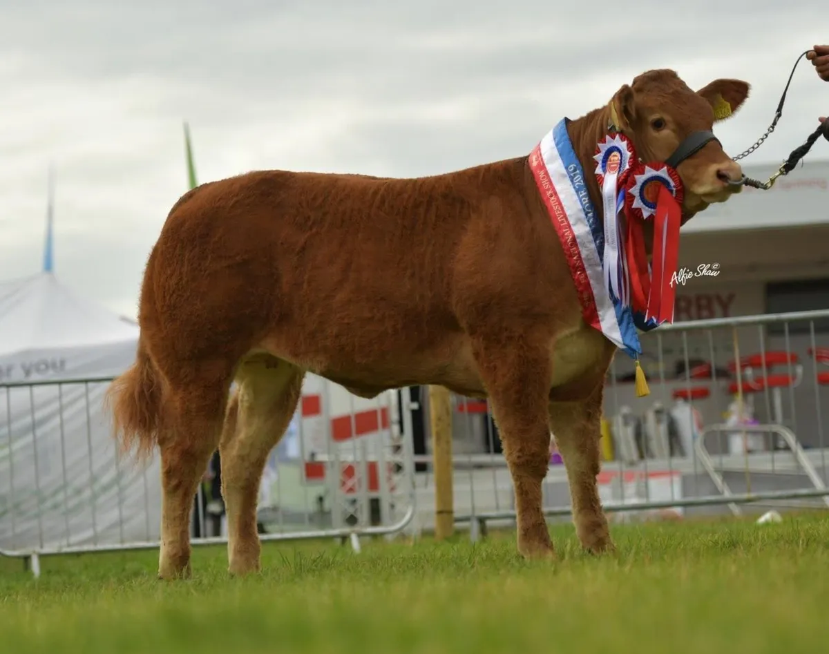 Whitehall Wonders Online Pedigree Limousin Sale - Image 4