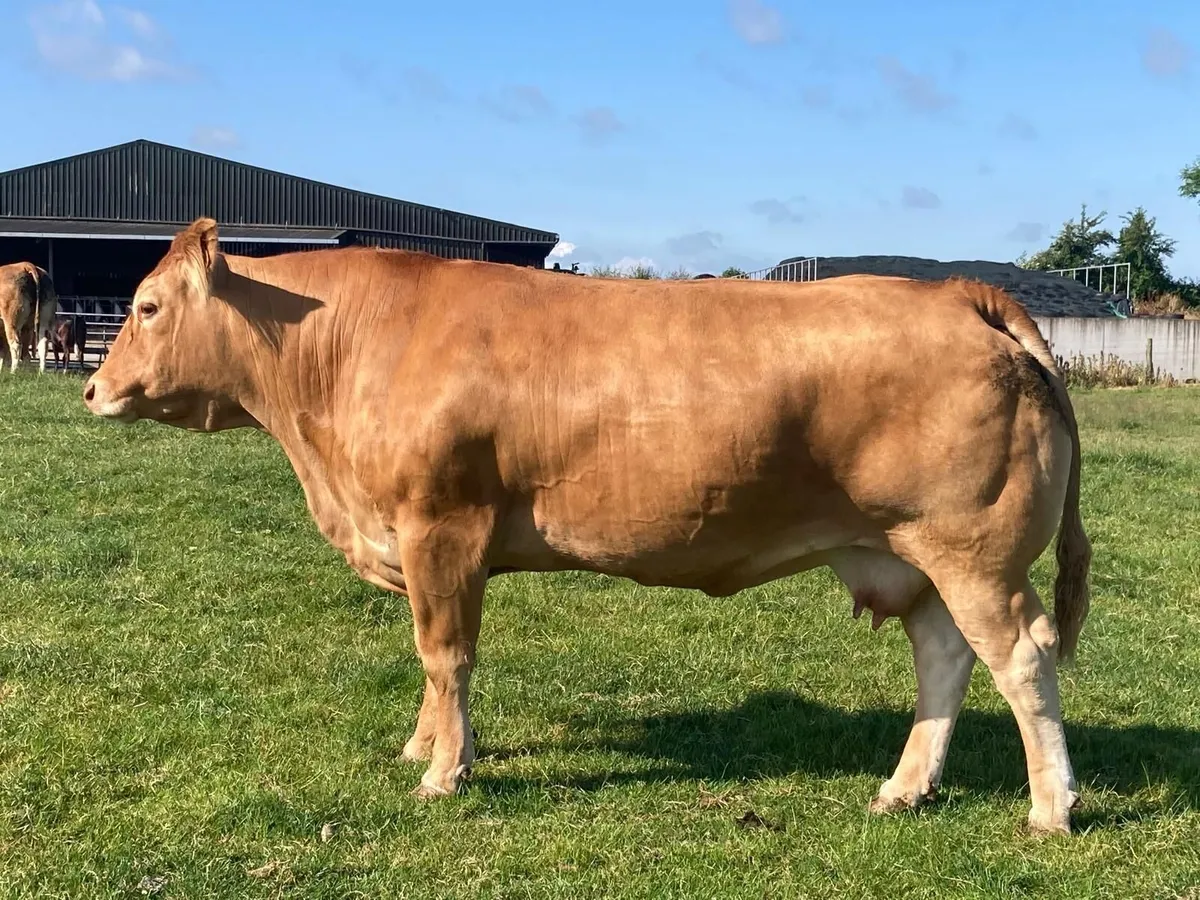 Whitehall Pedigree Limousin Sale - Catalogue - Image 3