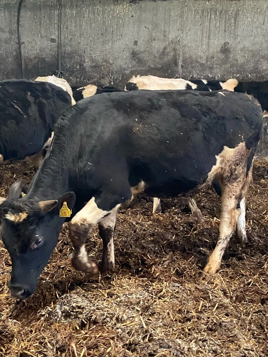 ⭐️11 super British Freisian bulls⭐️ - Image 2
