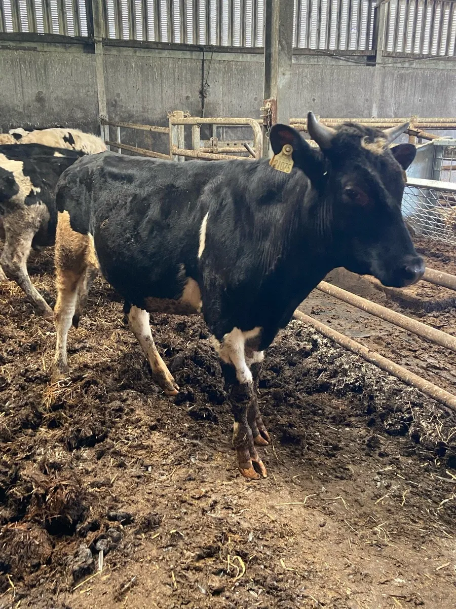 ⭐️11 super British Freisian bulls⭐️ - Image 3