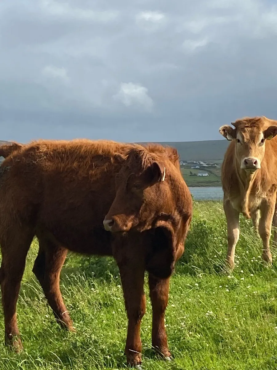 ⭐️8 super u grade heifers⭐️ - Image 1