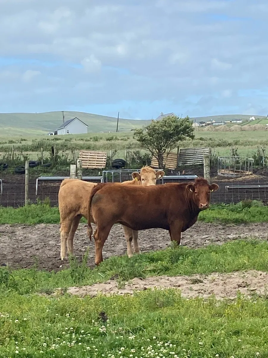 ⭐️8 super u grade heifers⭐️ - Image 2