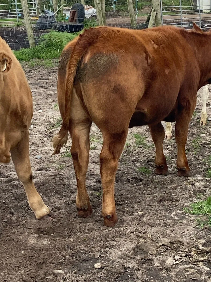 ⭐️8 super u grade heifers⭐️ - Image 3