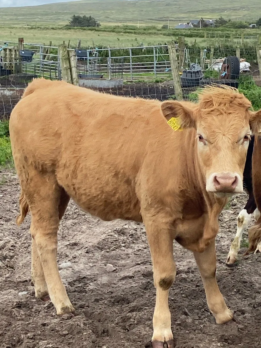 ⭐️8 super u grade heifers⭐️ - Image 4