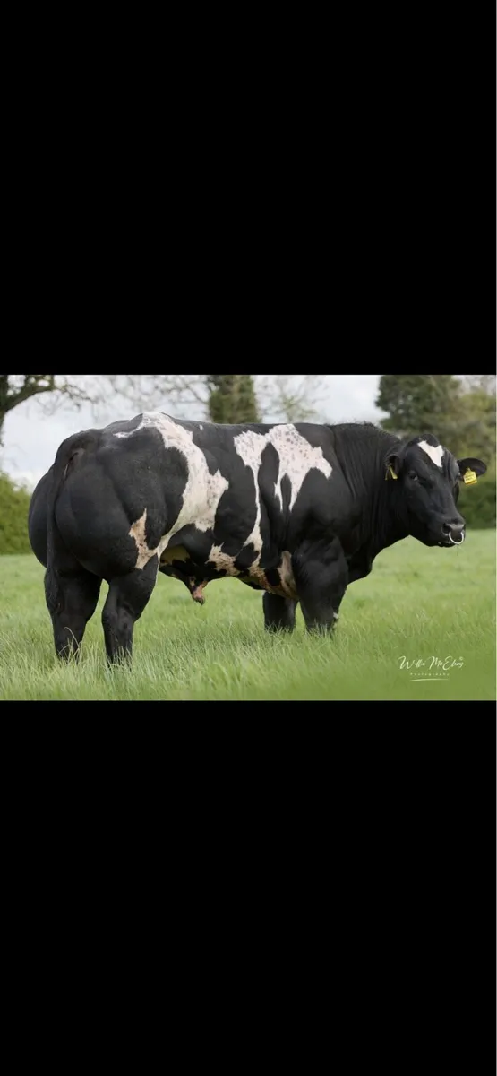 Breeding bulls - Image 1