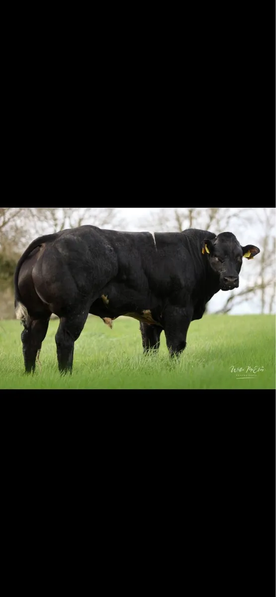 Breeding bulls - Image 2