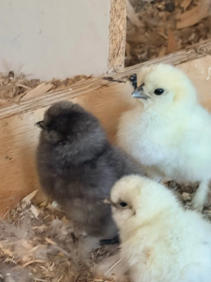 🐥 Purebred Silkie Chickens & Chicks 🐥 - Image 3