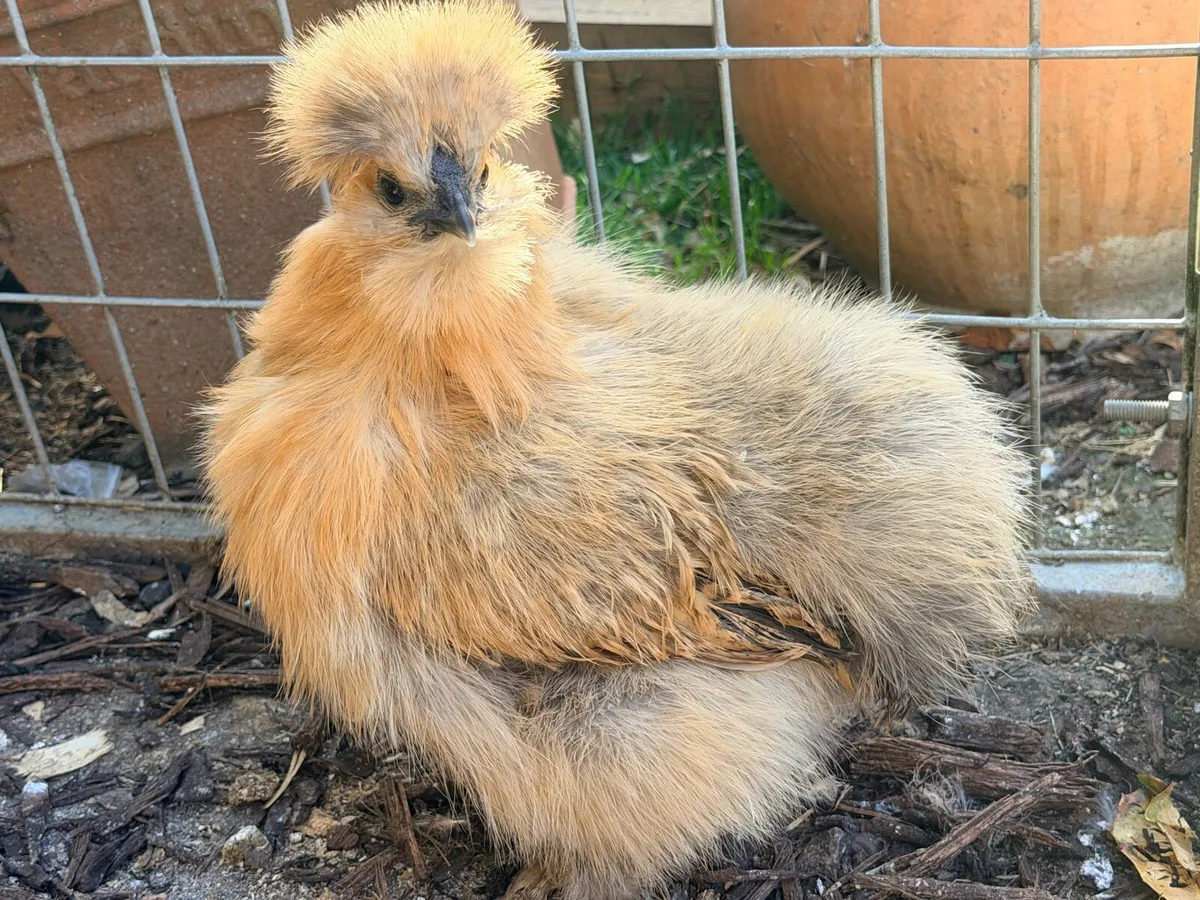🐥 Purebred Silkie Chickens & Chicks 🐥 - Image 4