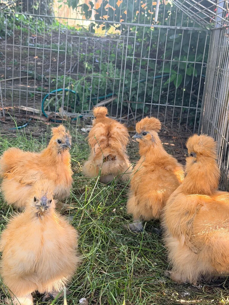 🐥 Purebred Silkie Chickens & Chicks 🐥 - Image 2