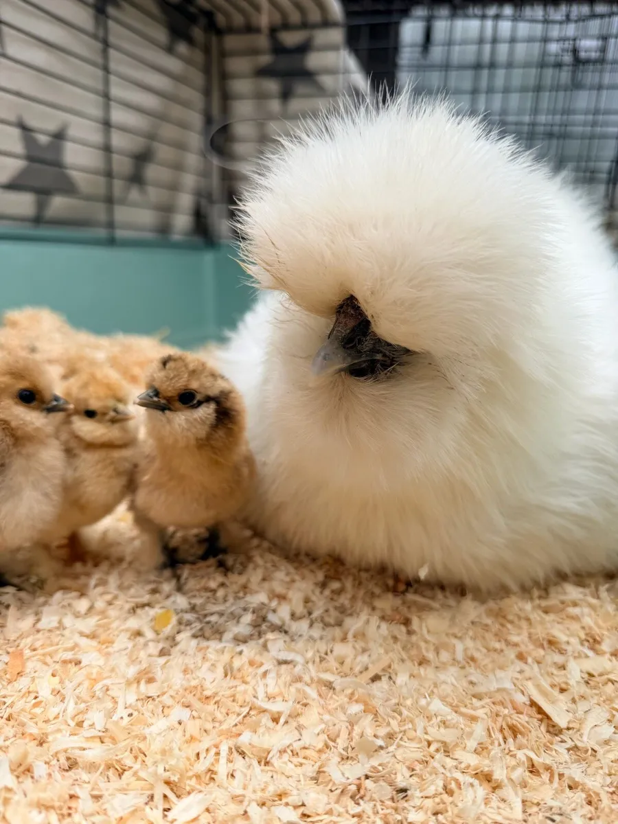 🐥 Purebred Silkie Chickens & Chicks 🐥 - Image 1