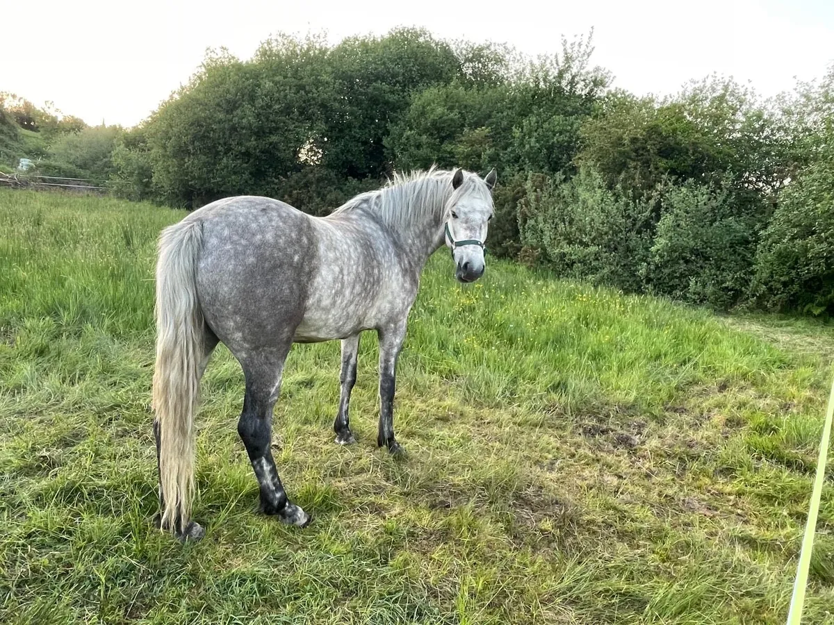 Connemara pony - Image 3