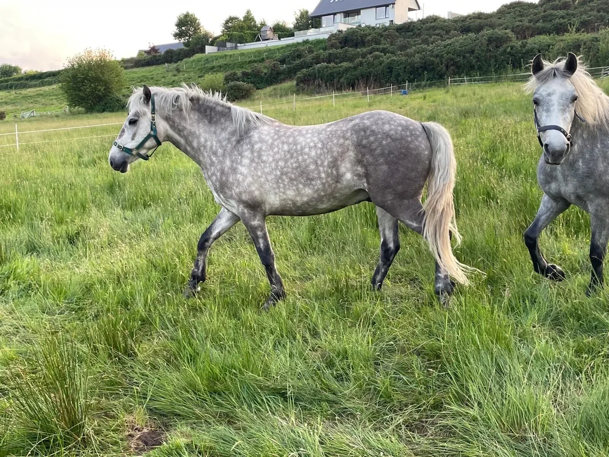 Connemara pony - Image 4