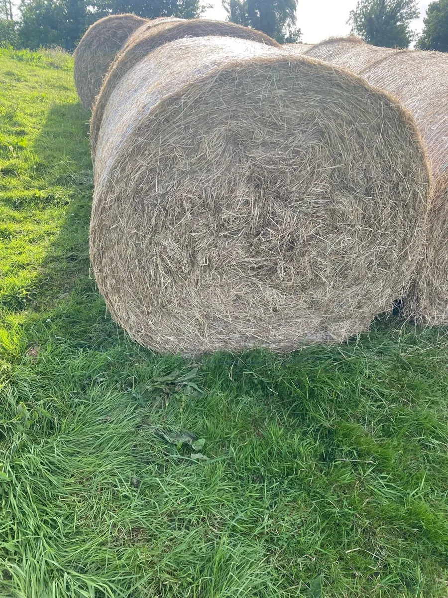 Top quality hay - Image 2