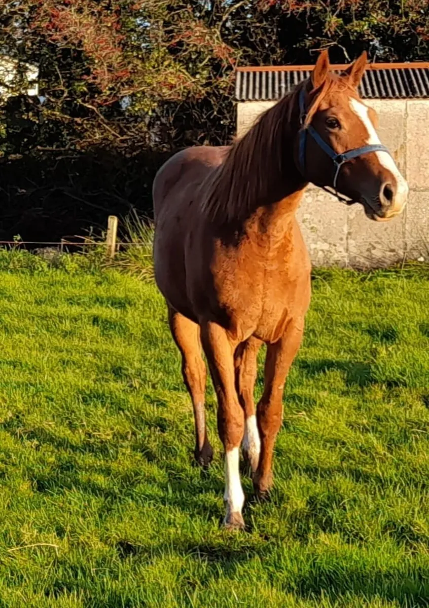 Thoroughbred Fillies For Sale - Image 1