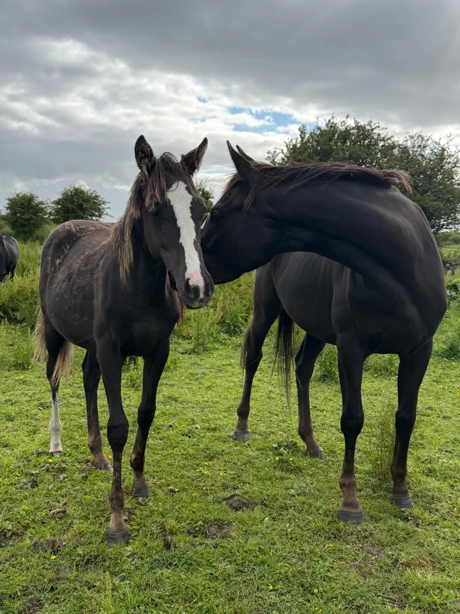 Thoroughbred Fillies For Sale - Image 2