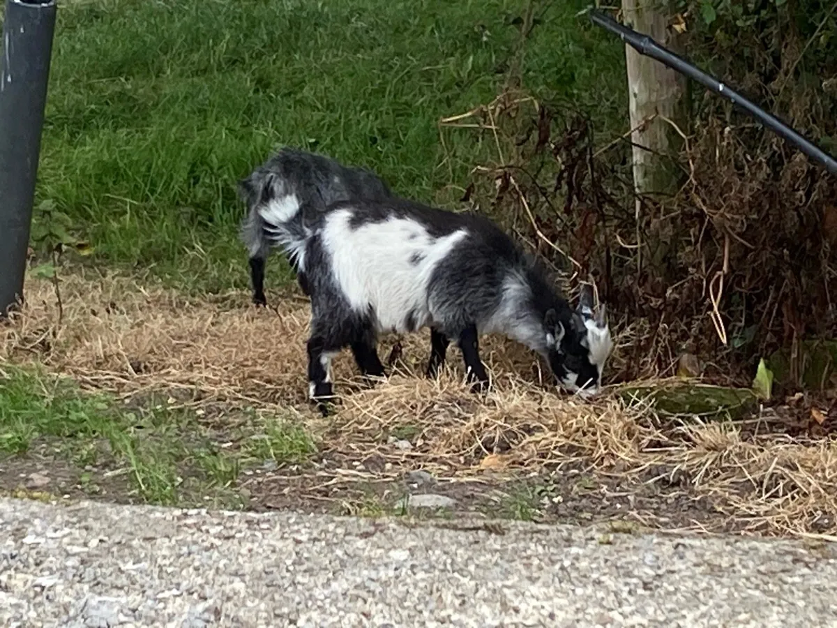 Pygmy male kid - Image 2