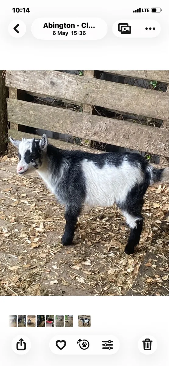 Pygmy male kid - Image 1