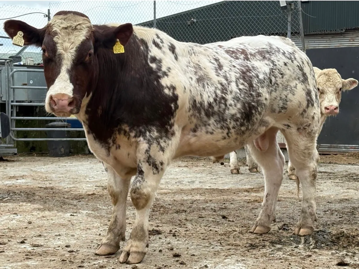 Shorthorn Pedigree bulls