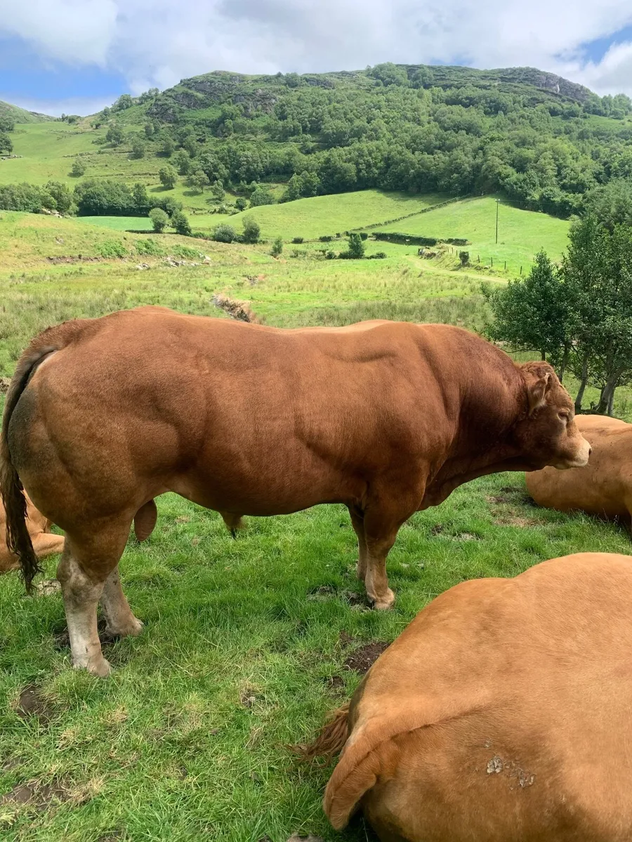 Pedigree Lim Bull - Image 4