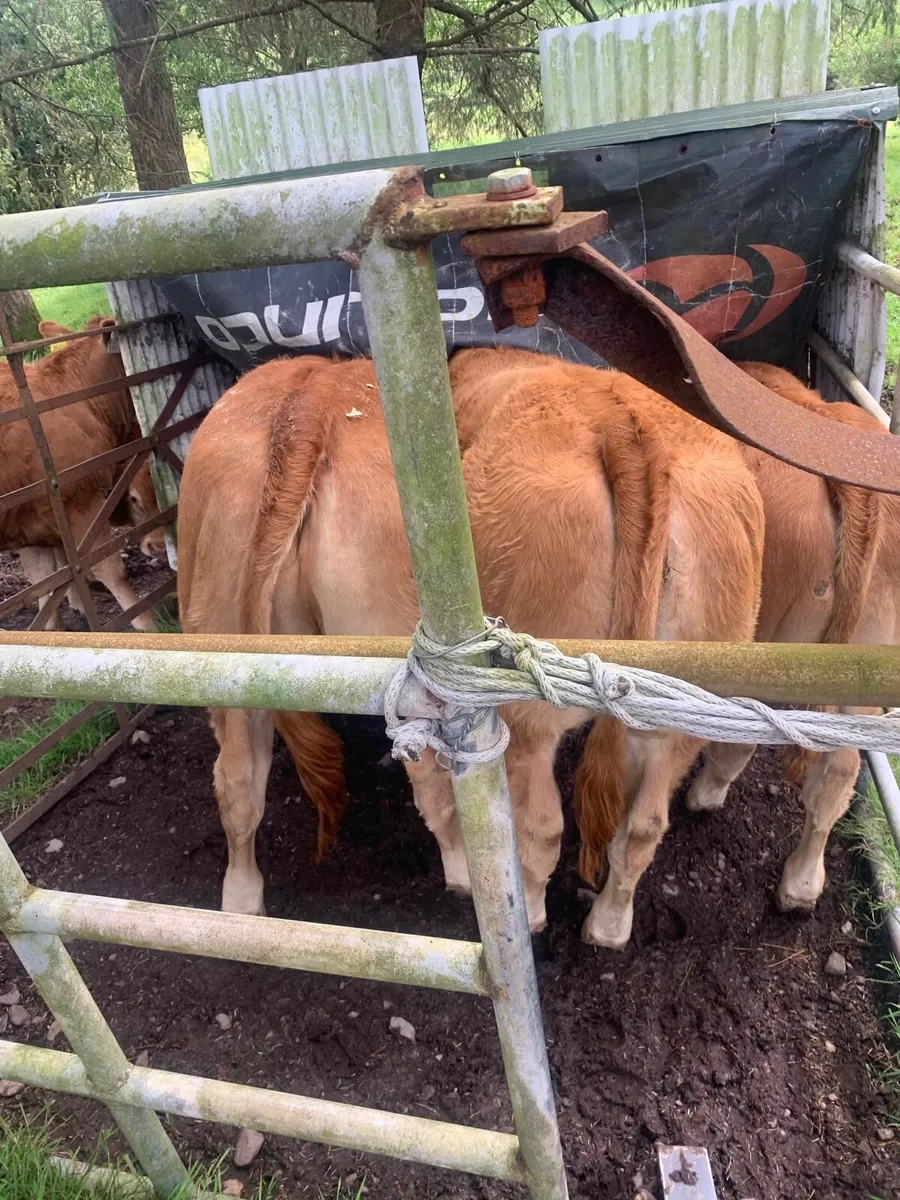 Pedigree Lim Bull - Image 2