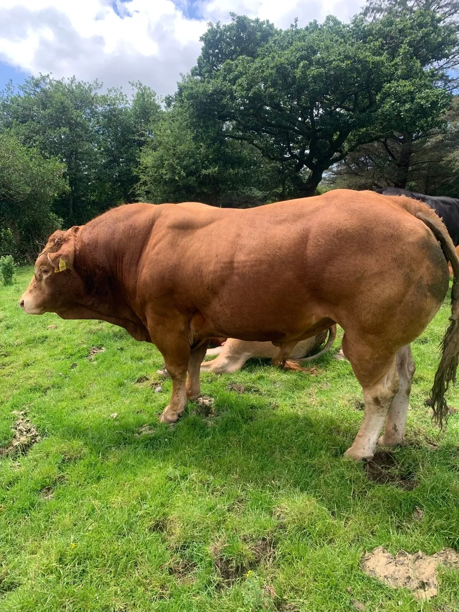 Pedigree Lim Bull - Image 1