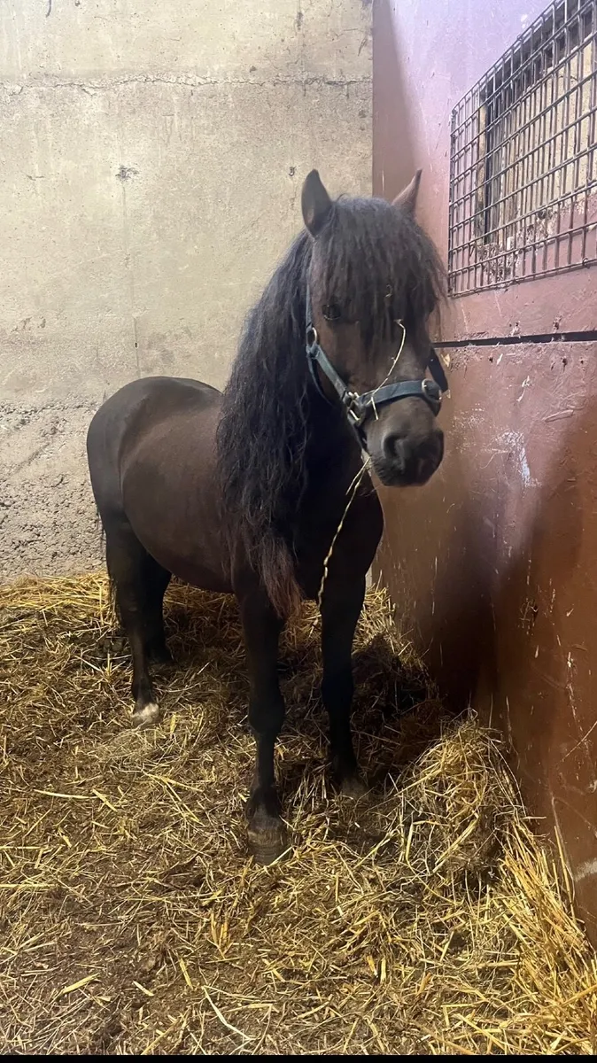 Kerry Bog Pony - Image 2