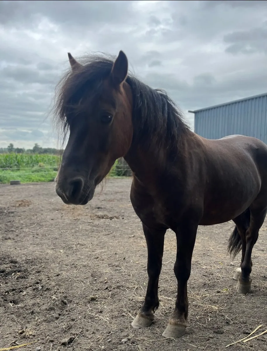 Kerry Bog Pony - Image 1