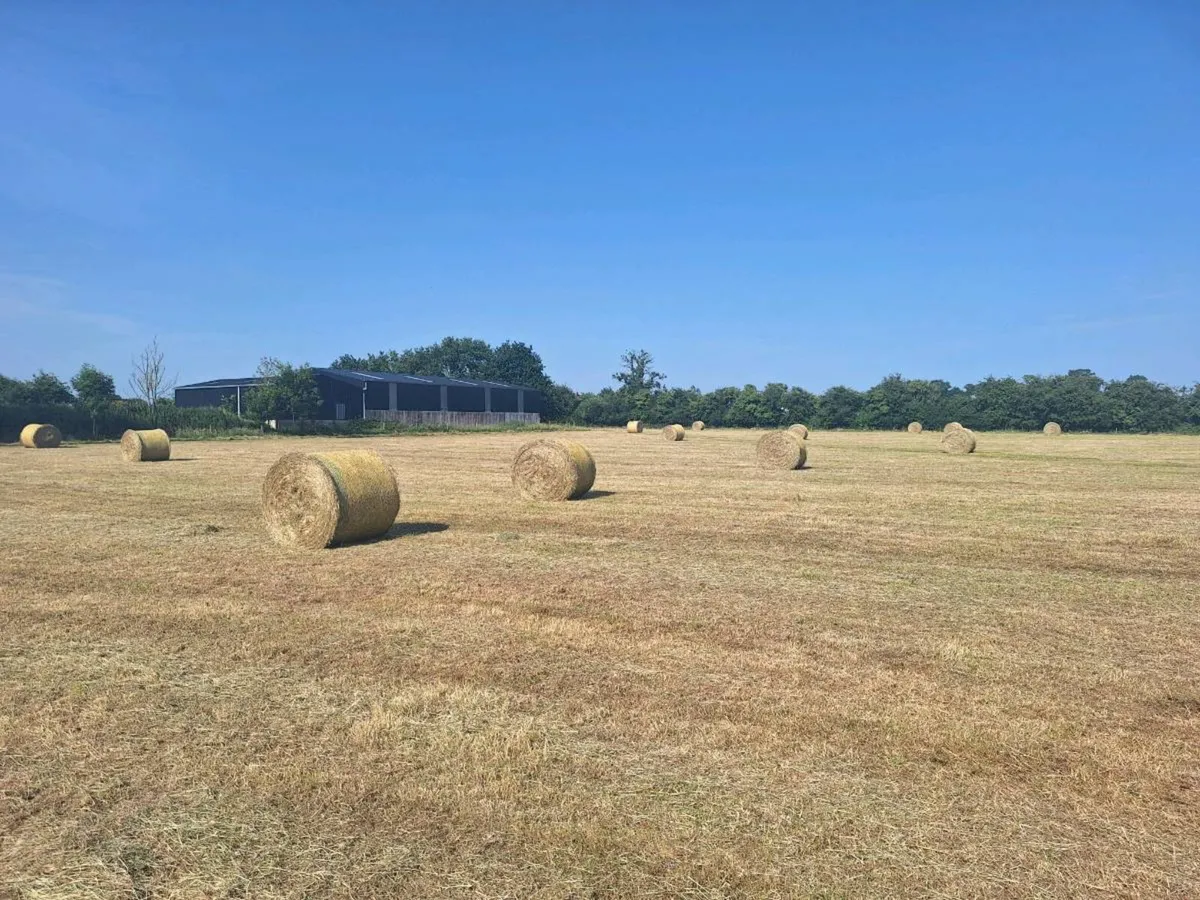 Hay - Image 2