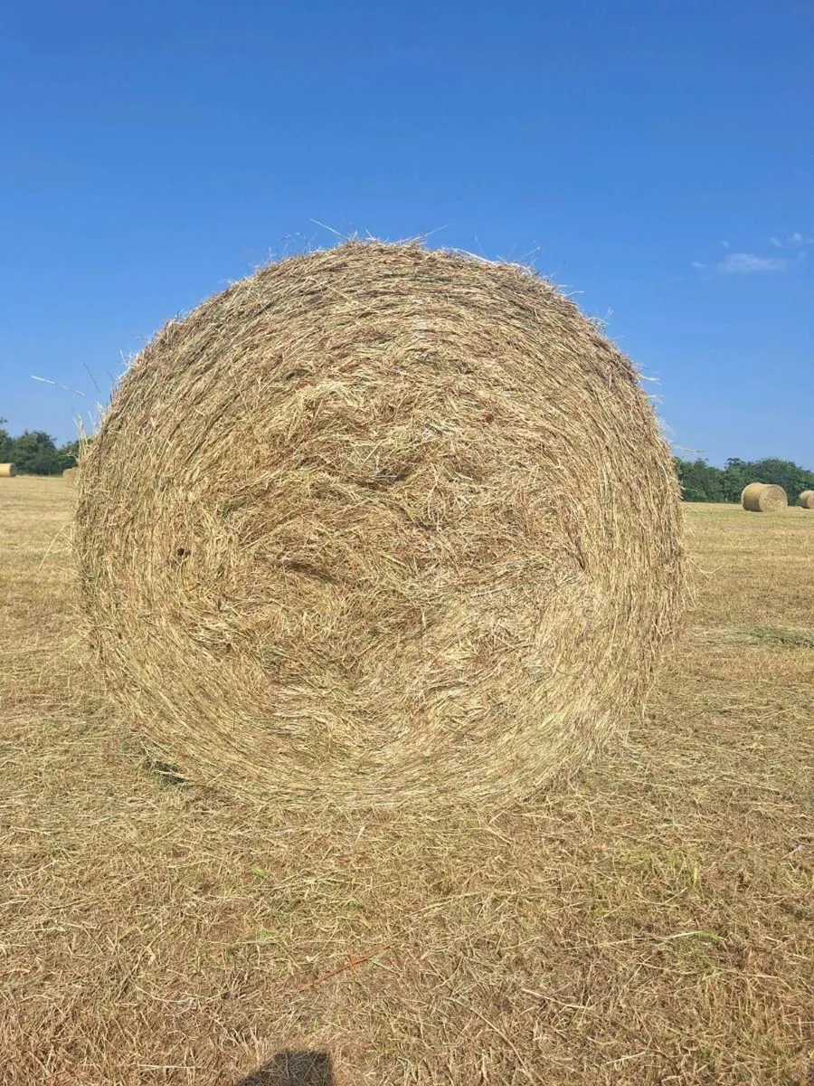 Hay - Image 3