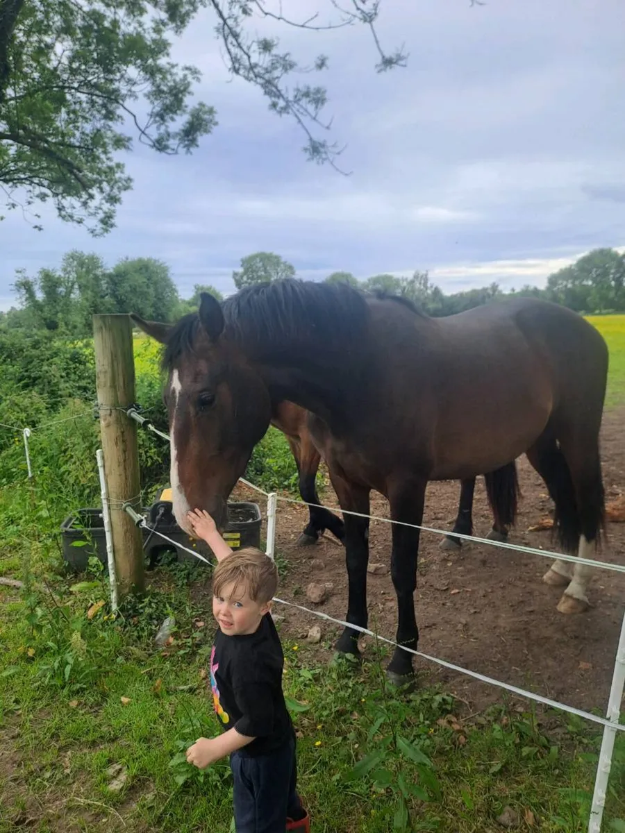 Smart bravour 3 year old - Image 3