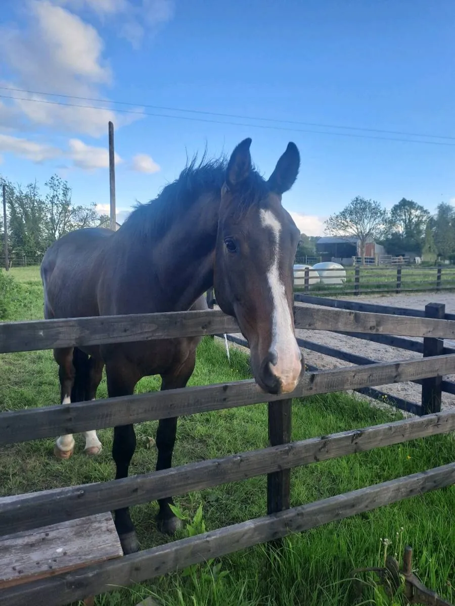Smart bravour 3 year old - Image 2