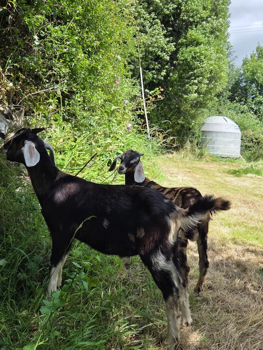 Male goat kids for sale - Image 4