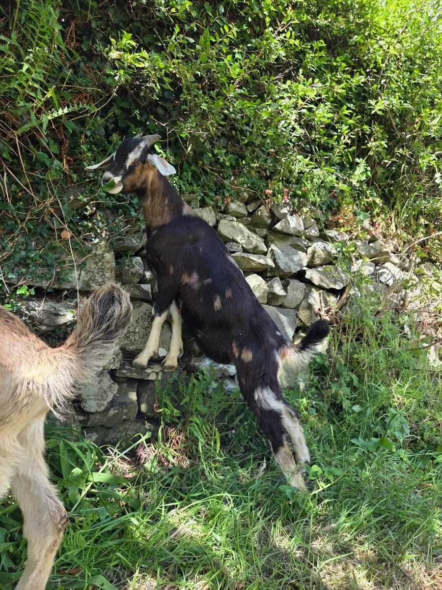 Male goat kids for sale - Image 2