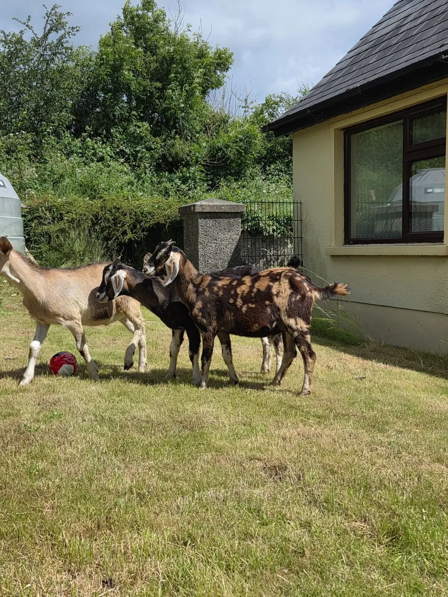 Male goat kids for sale - Image 3