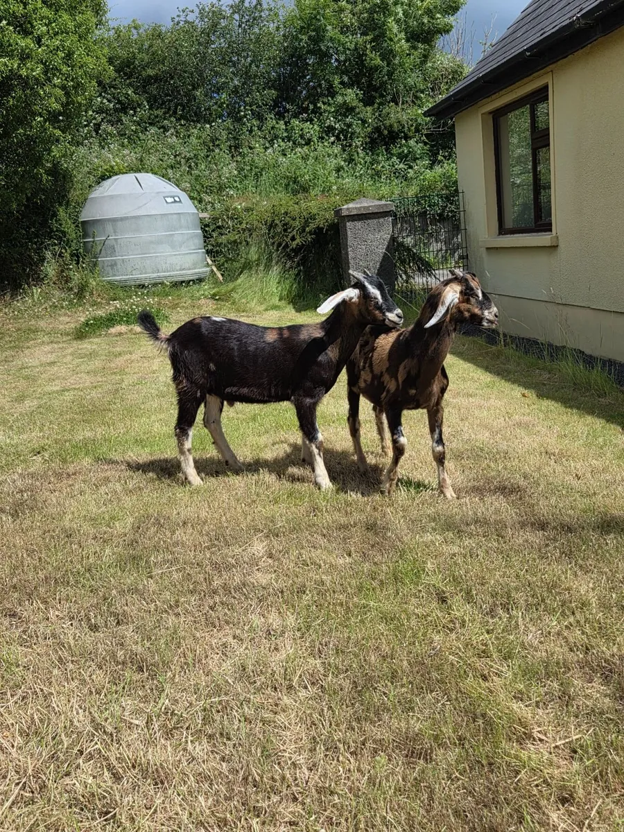 Male goat kids for sale - Image 1