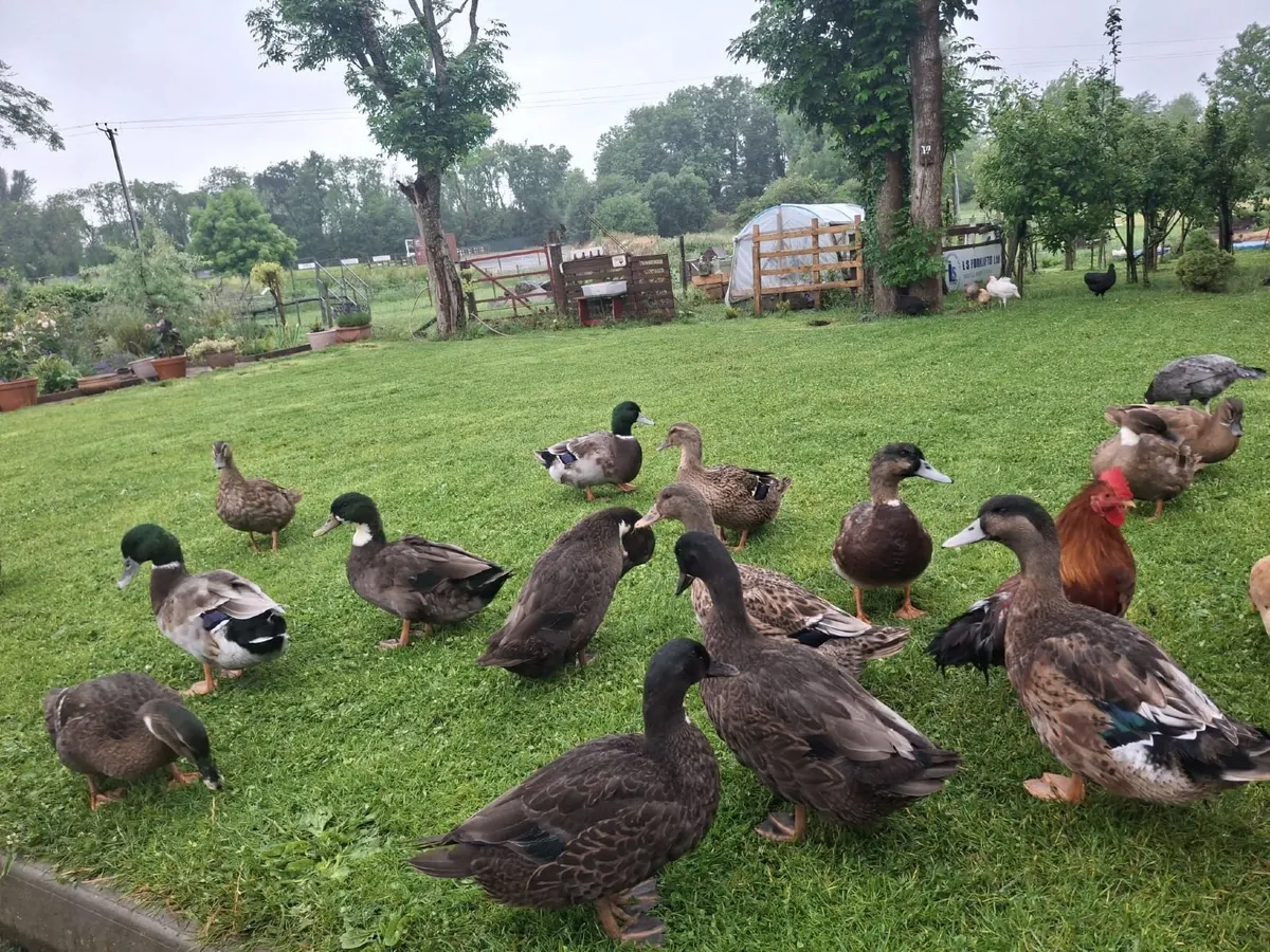 Selection of mallard duck and hens - Image 1