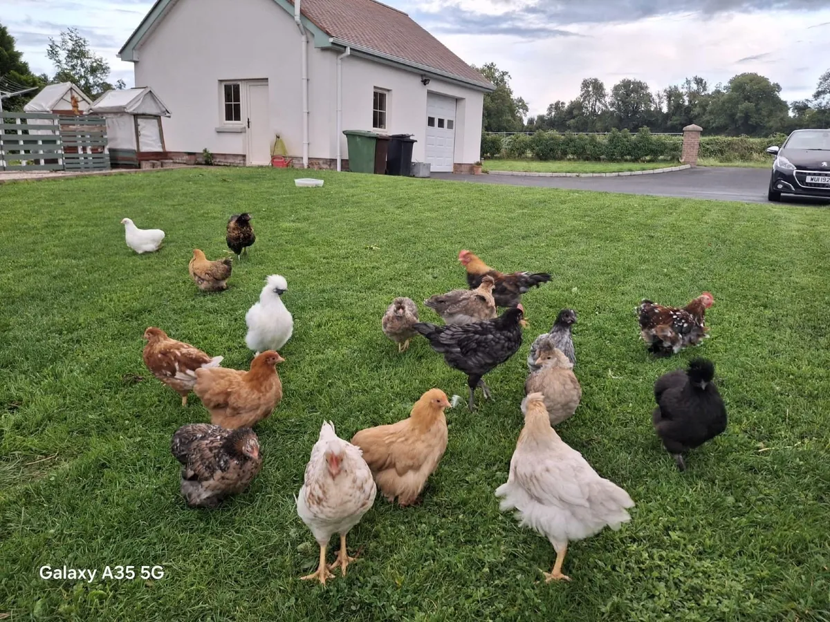 Selection of mallard duck and hens - Image 2