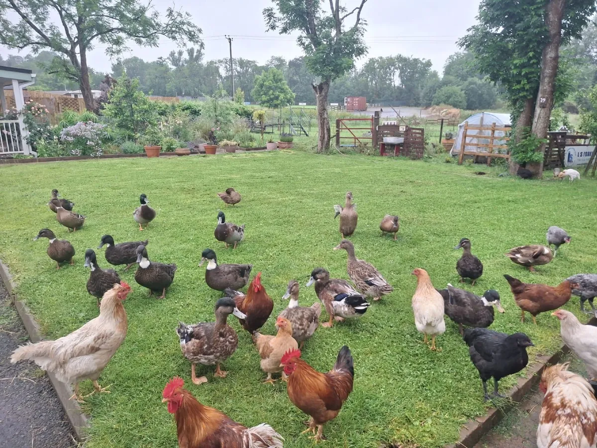 Selection of mallard duck and hens - Image 3