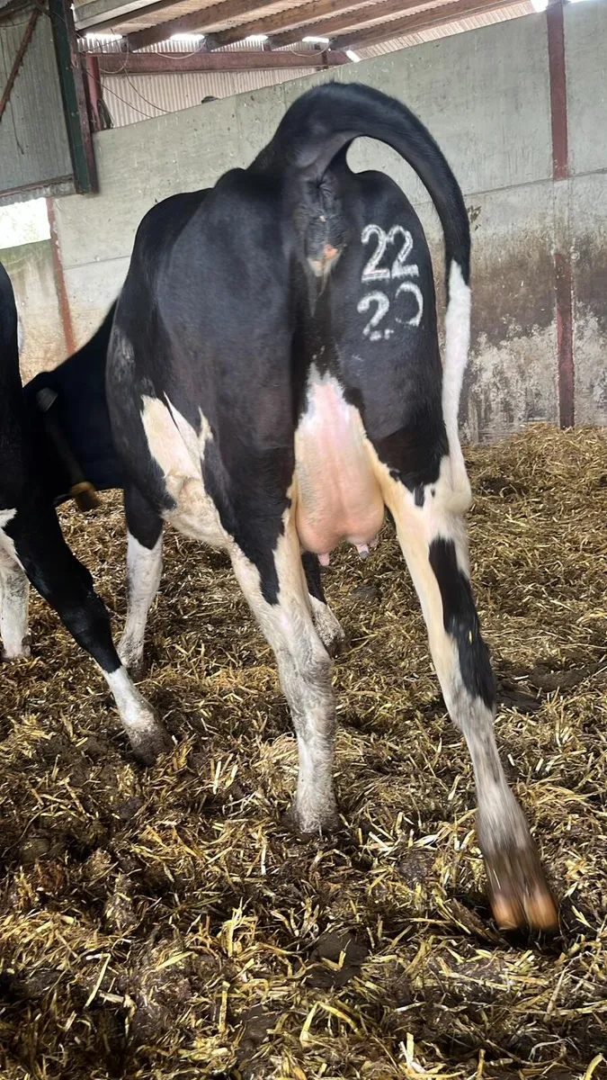Pedigree Friesian Heifer for Sale - Image 2