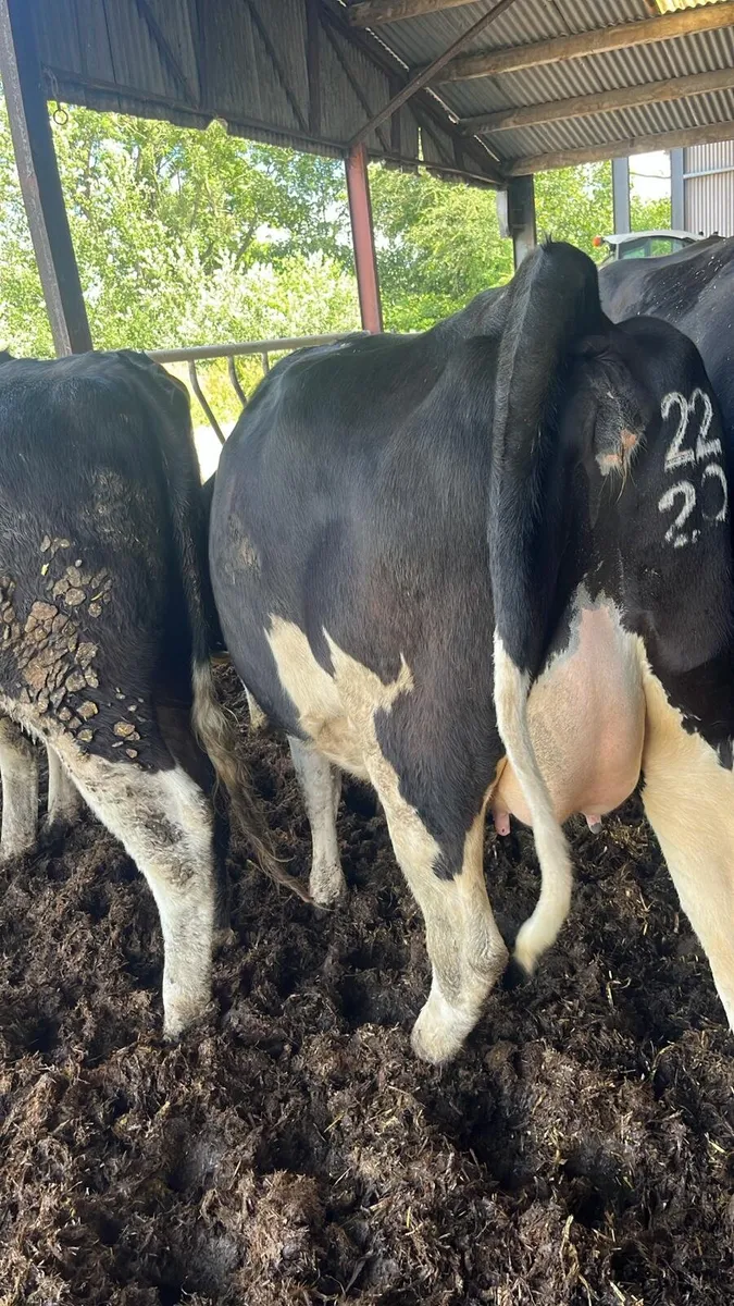 Pedigree Friesian Heifer for Sale - Image 1