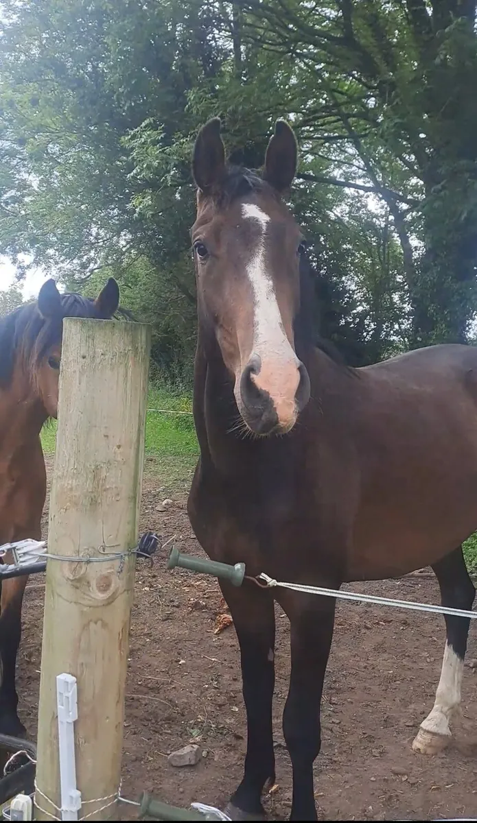 Smart bravour 3 year old - Image 1