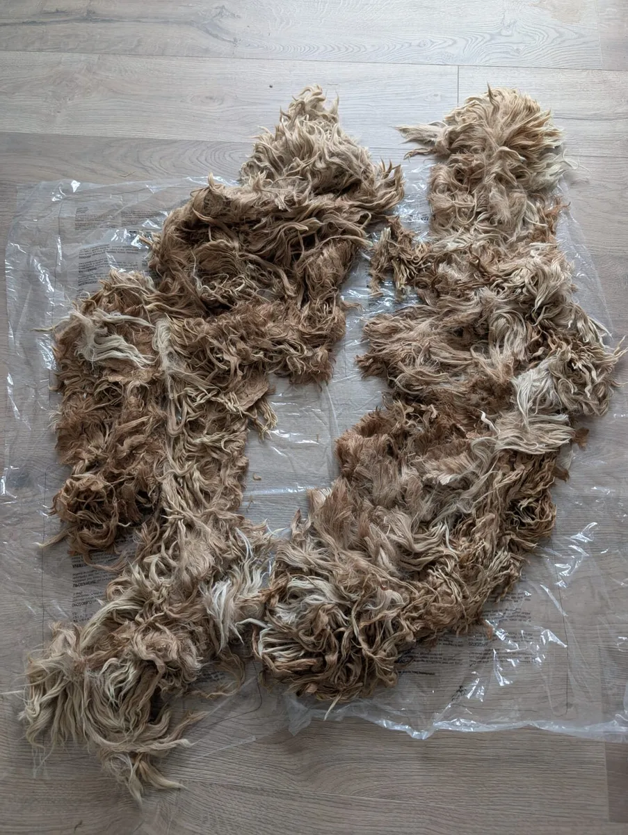 Exceptional Suri Alpaca Stud Available - Image 4