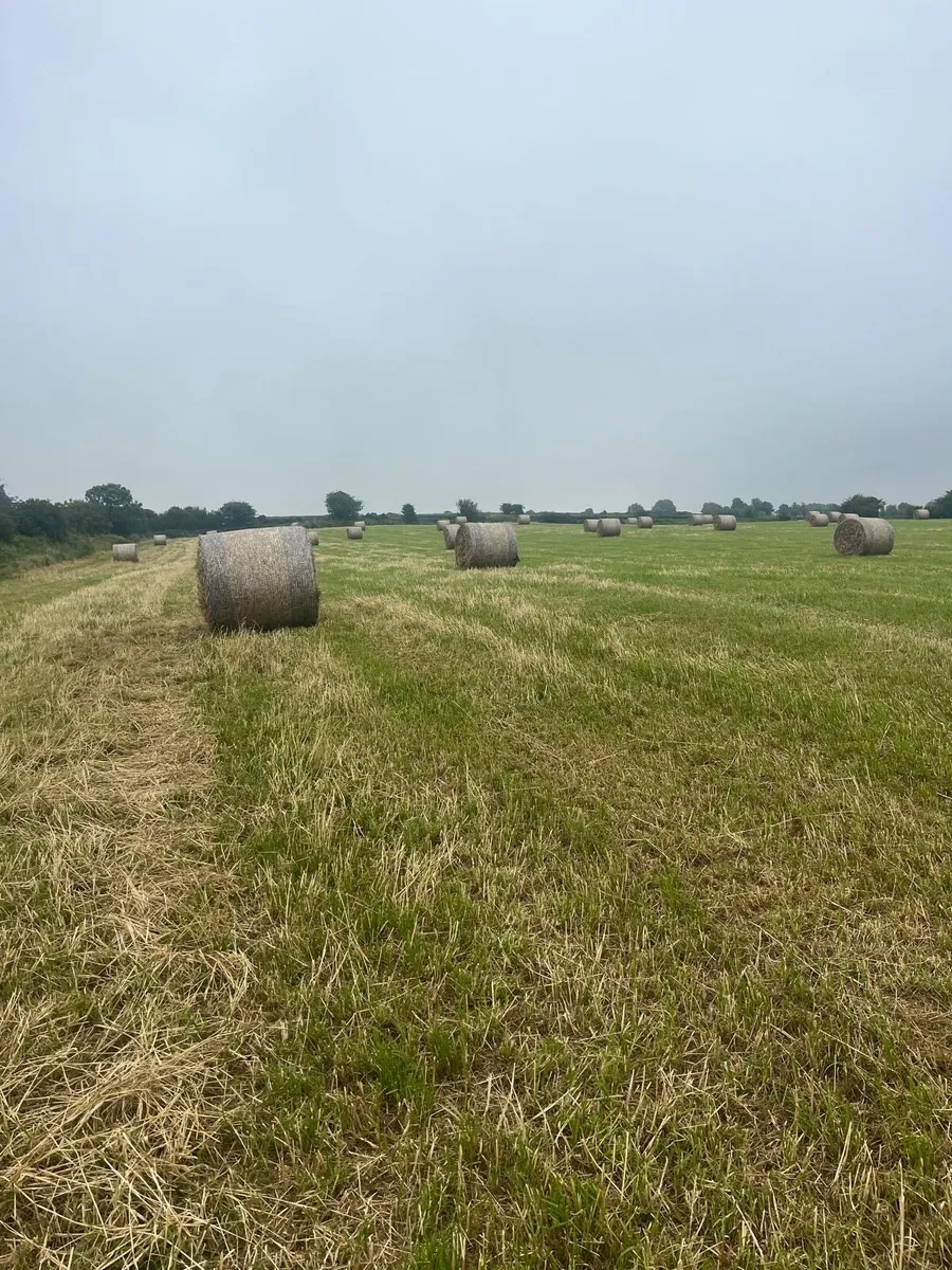 Top quality second crop hay - Image 1